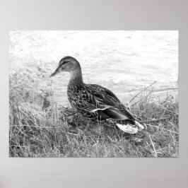 Póster Pato amistoso