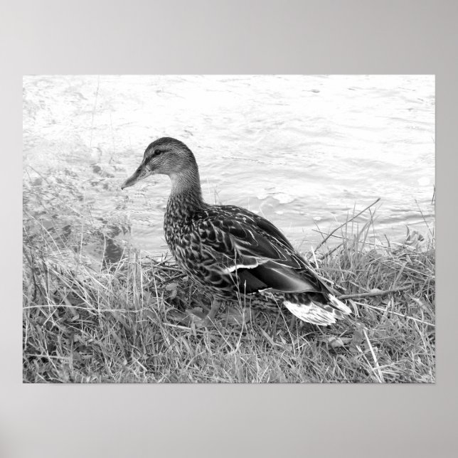 Póster Pato amistoso (Frente)