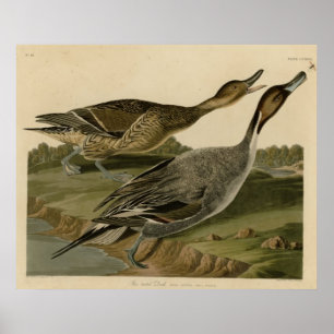Póster Pato atado Pin