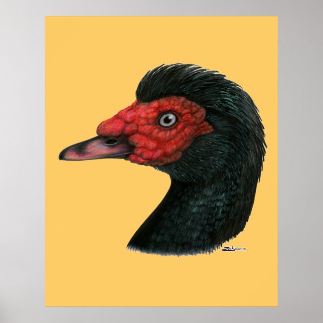 Póster Pato: Cabeza Muscovy (Frente)