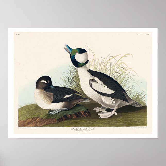 Póster Pato con cabeza de buffel por Audubon Poster (Frente)