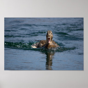 Póster Pato con el pico abierto