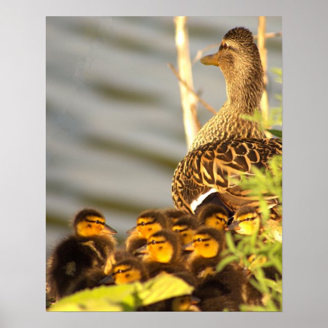 Póster Pato con Poster fotográfico de Ducklings (Frente)