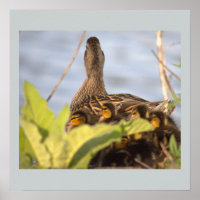 Pato con Poster fotográfico de Ducklings