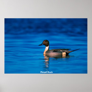 Póster Pato de alfiler
