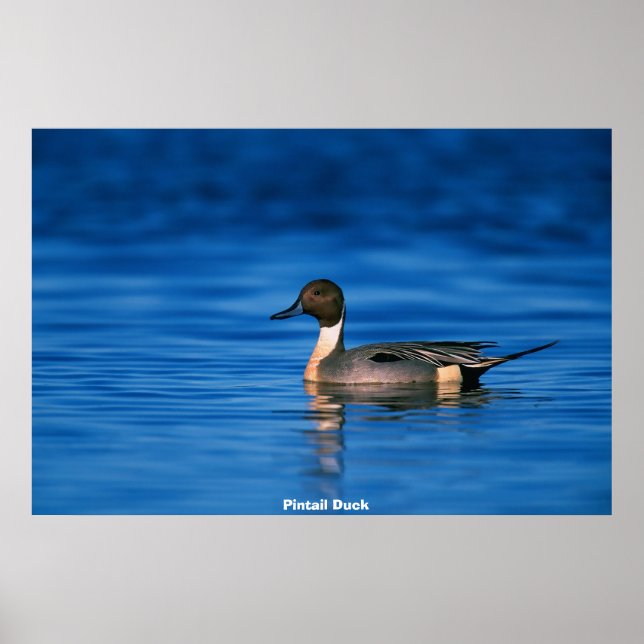 Póster Pato de alfiler (Frente)