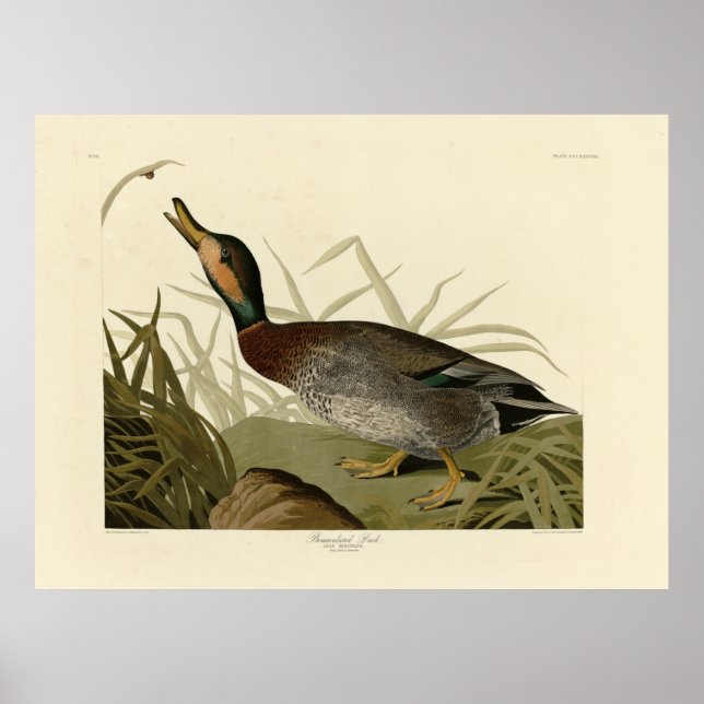 Póster Pato de Bemaculated (Brewer's), Aves Audubónicas A (Frente)