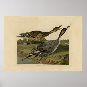 Póster Pato de cola negra - de los pájaros estadounidense