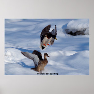 Póster Pato de collar o ánade real