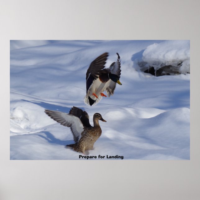 Póster Pato de collar o ánade real (Frente)