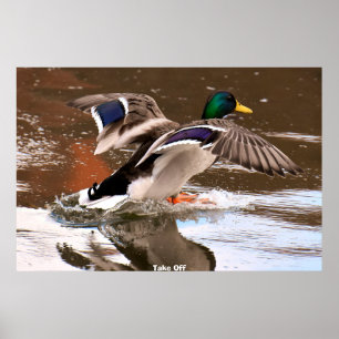 Póster Pato de collar o ánade real