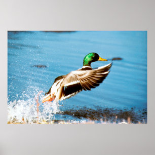 Póster Pato de collar o ánade real