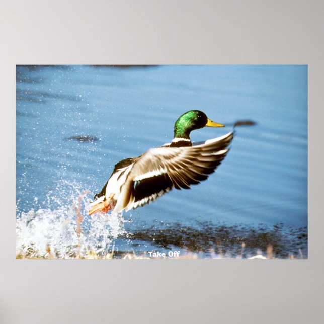 Póster Pato de collar o ánade real (Frente)