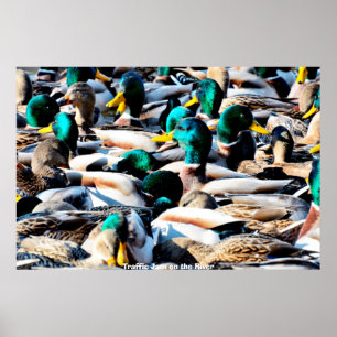 Póster Pato de collar o ánade real