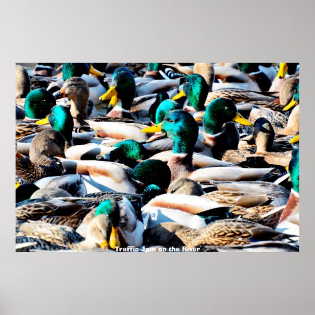 Póster Pato de collar o ánade real (Frente)