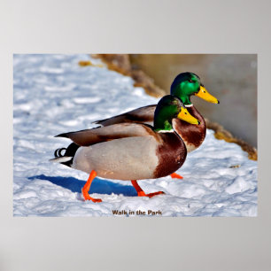 Póster Pato de collar o Pato real