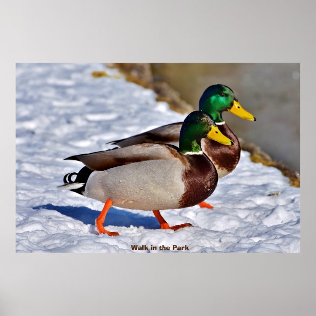 Póster Pato de collar o Pato real (Frente)