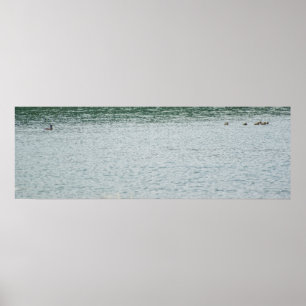 Póster Pato de cuello anaranjado