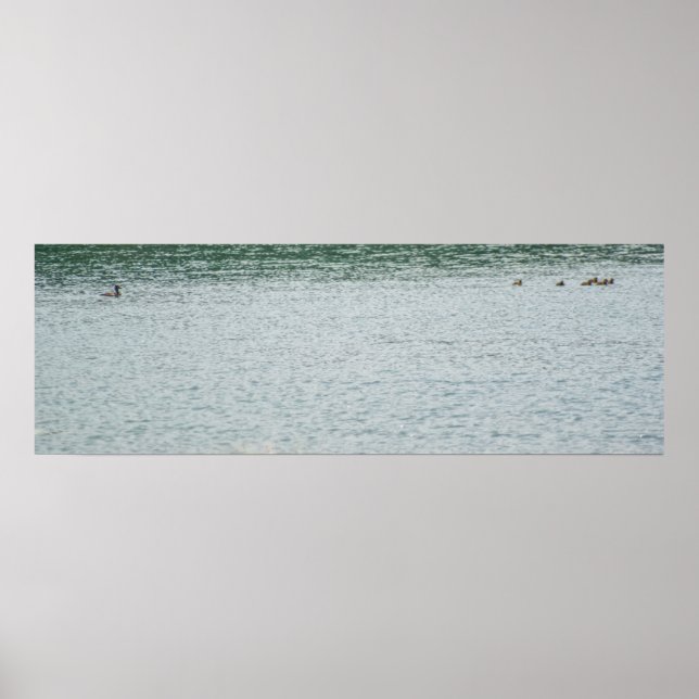 Póster Pato de cuello anaranjado (Frente)