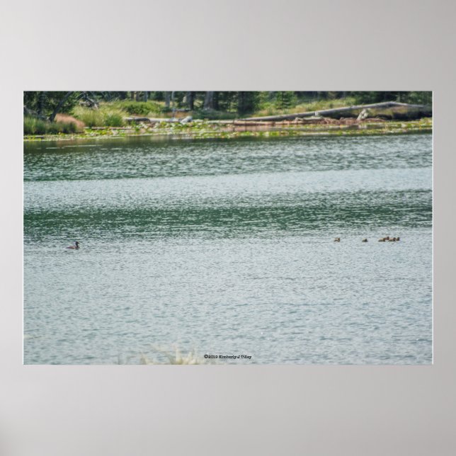 Póster Pato de cuello anaranjado (Frente)