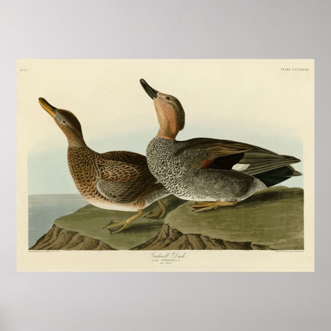 Póster Pato de Gadwall - Los pájaros de América de John A (Frente)