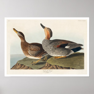 Póster Pato de Gadwall por Poster Audubon