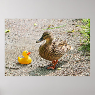 Póster Pato de goma y pato madre