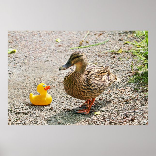 Póster Pato de goma y pato madre (Frente)