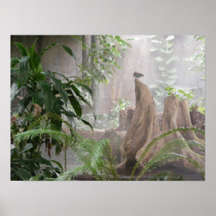 Póster Pato de la selva