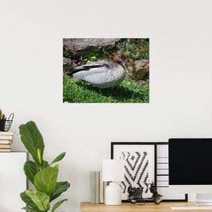 Póster Pato de Madera Australiano en Jardín Tranquilo