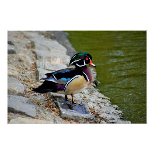 Póster Pato de madera belleza aves naturaleza vida silves
