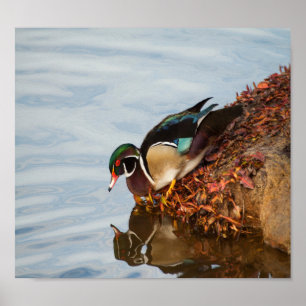 Póster Pato de madera en la orilla
