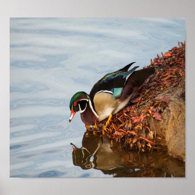 Póster Pato de madera en la orilla (Frente)