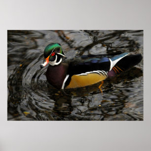 Póster Pato de madera macho en Crystal Springs Rhododendr