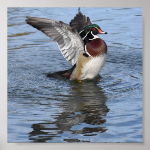 Póster Pato de madera masculino