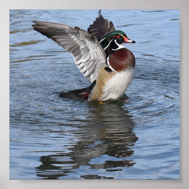 Póster Pato de madera masculino (Frente)