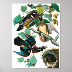 Póster Pato de madera por John James Audubon