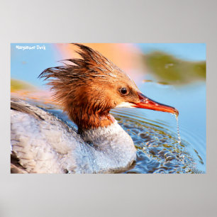 Póster Pato de Marganser