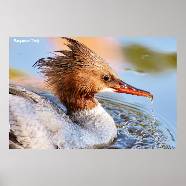 Póster Pato de Marganser (Frente)