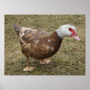 Póster Pato de Muscovy del chocolate