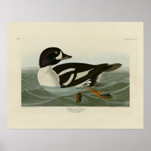 Póster Pato de ojos dorados de los pájaros de América de