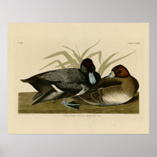 Póster Pato de Pato de Scaup (Pato menor) Pájaros Audubón
