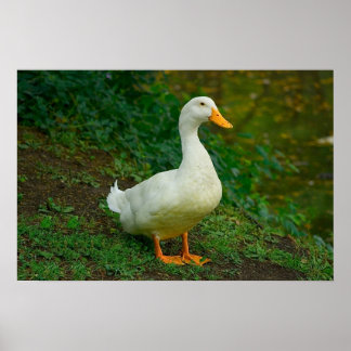 Póster Pato de Pekín
