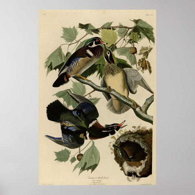 Póster Pato de verano, pato de madera, aves de América de (Frente)