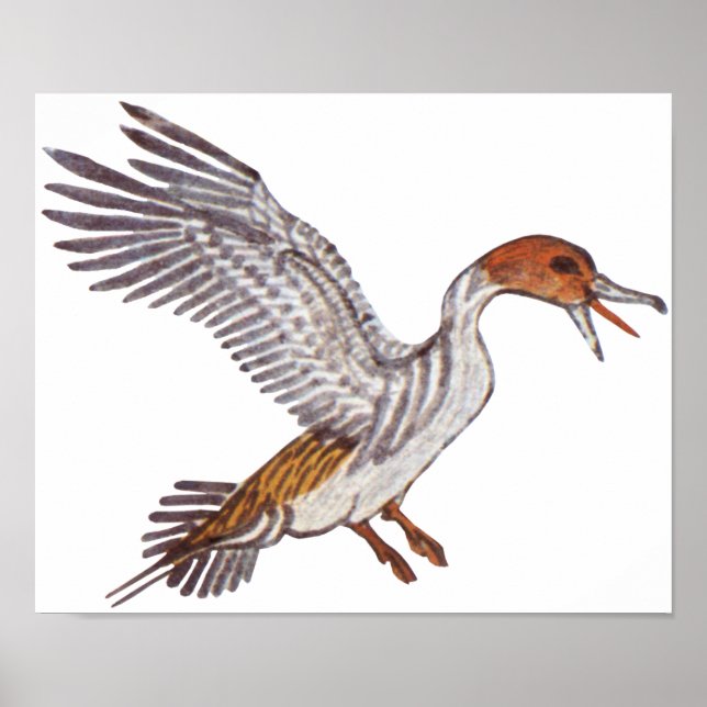 Póster Pato egipcio antiguo (Frente)