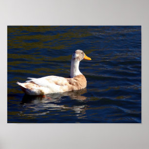 Póster Pato En El Agua