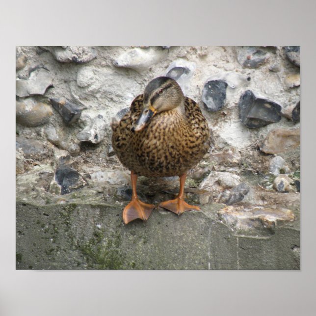 Póster Pato en un Poster de pared (Frente)