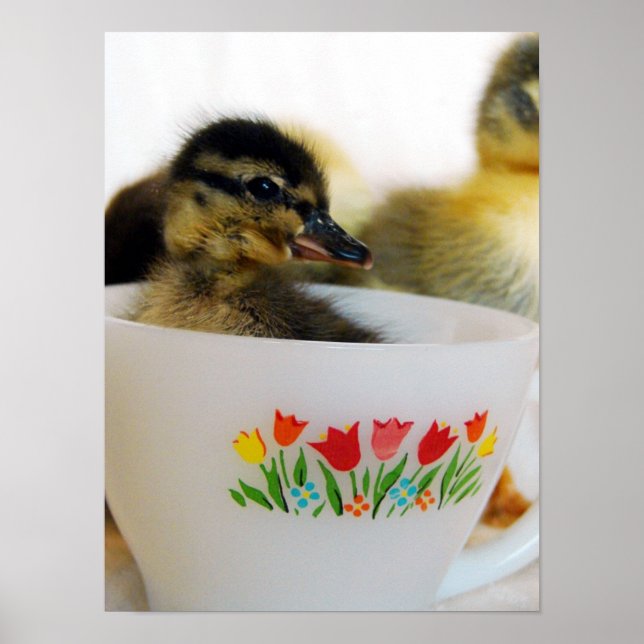 Póster Pato en una taza de té (Frente)