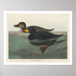 Póster Pato escocés estadounidense por Poster Audubon