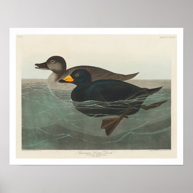 Póster Pato escocés estadounidense por Poster Audubon (Frente)